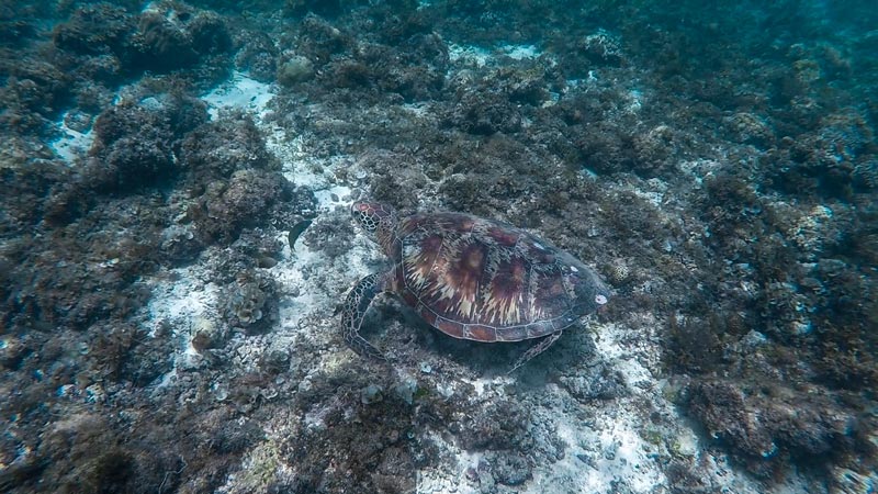 Schildkröte Bild einer Schildkröte kurz vor Moalboal