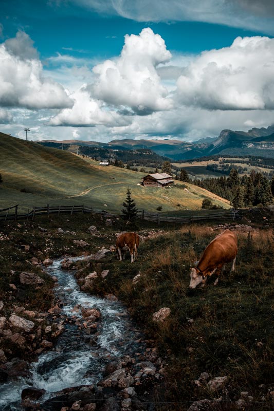Seiser-Alm-Kühe Seiser Alm Kühe