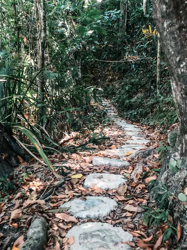 PuertoPrincessa_Dschungel_Weg Der Weg zur Zipline im Dschungel von Sabang bei Puerto Princesa