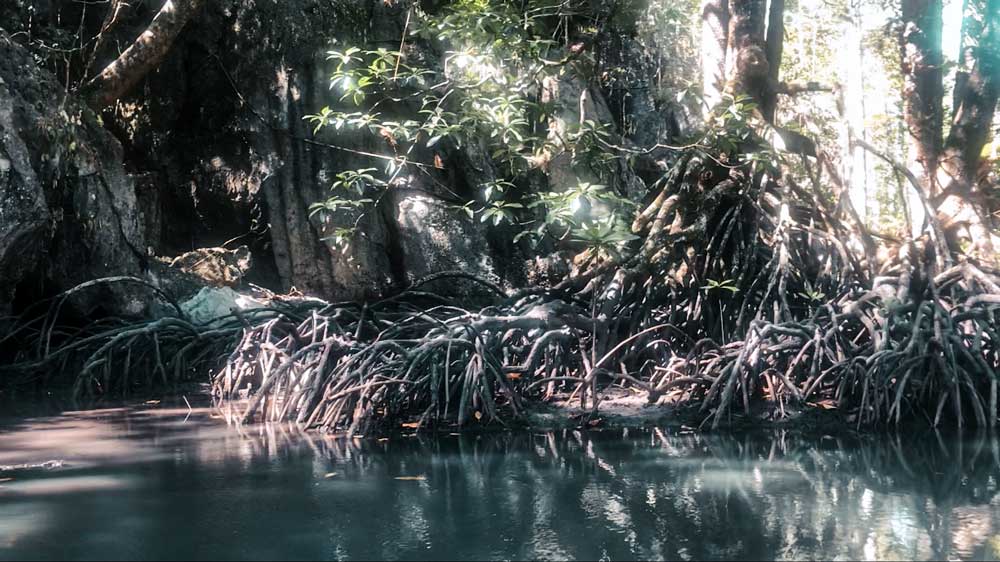 UndergroundRiver_Mangroven_PuertoPrincessa Sabang Mangroven Puerto Princesa