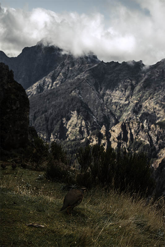 Ein netter Begleiter auf unserem Rückweg zum Pico do Ariero