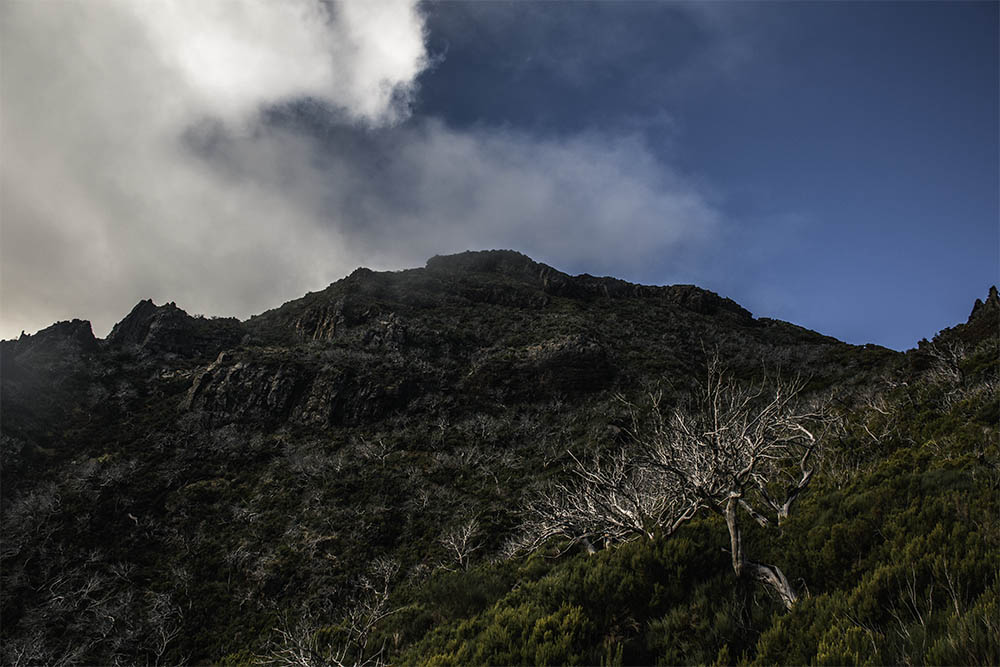 Blick auf die kahlen Bäume im Hintergrund der Pico Ruivo