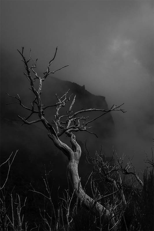 Gespenstisch ziehen die Wolken hinter den kahlen Bäumen am Berg entlang