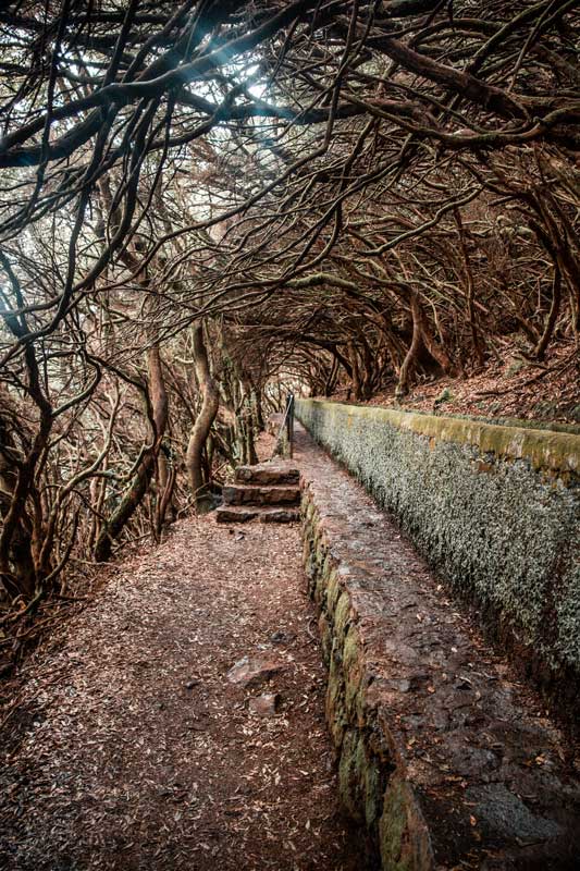 Levadawanderung-zu-den-25-Fontes-auf-Madeira Die Levada zu den 25 Fontes wird von Bäumen umschlungen