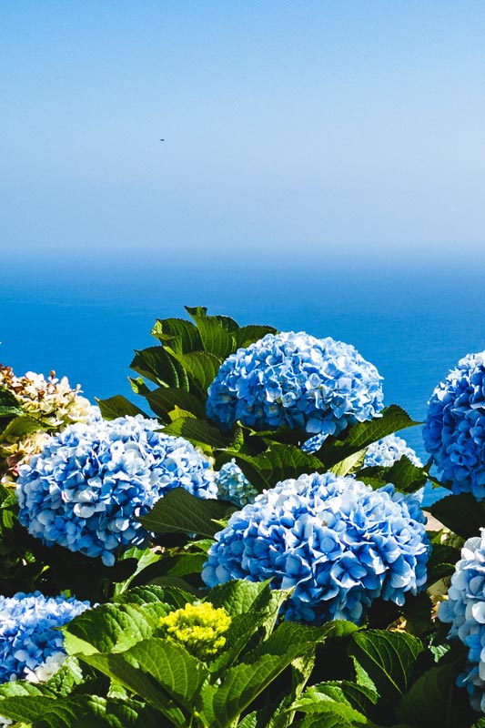 Monte-Palace-Madeira