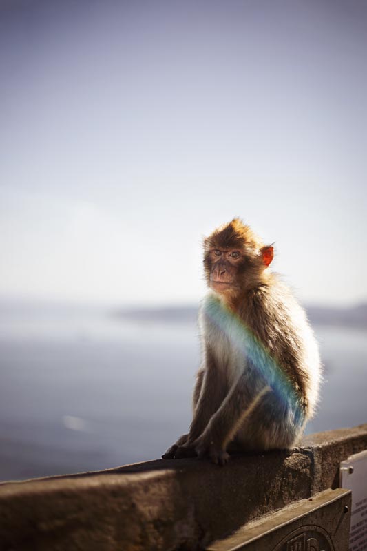 Berberaffe-in-Gibraltar