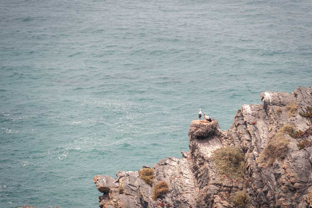 Storchennest auf den Steilklippen entlang des Fischerwegs in Portugal