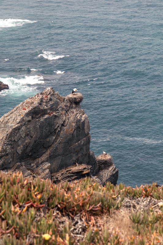 Störche auf dem Fischerweg bei Almograve, Portugal