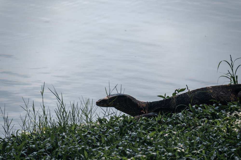 Varan-im-Lumphini-Park