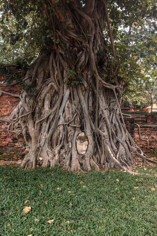 Buddhakopf-in-Baumwurzel-beim-Wat-Mahathat