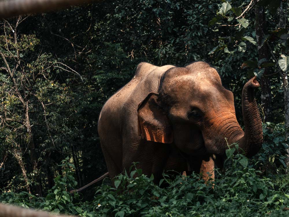 Chiang-Mai-Elefanten