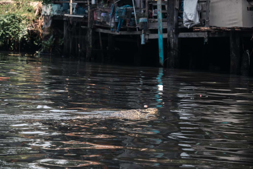 Immer-wieder-kannst-du-große-Warane-im-Wasser-entdecken