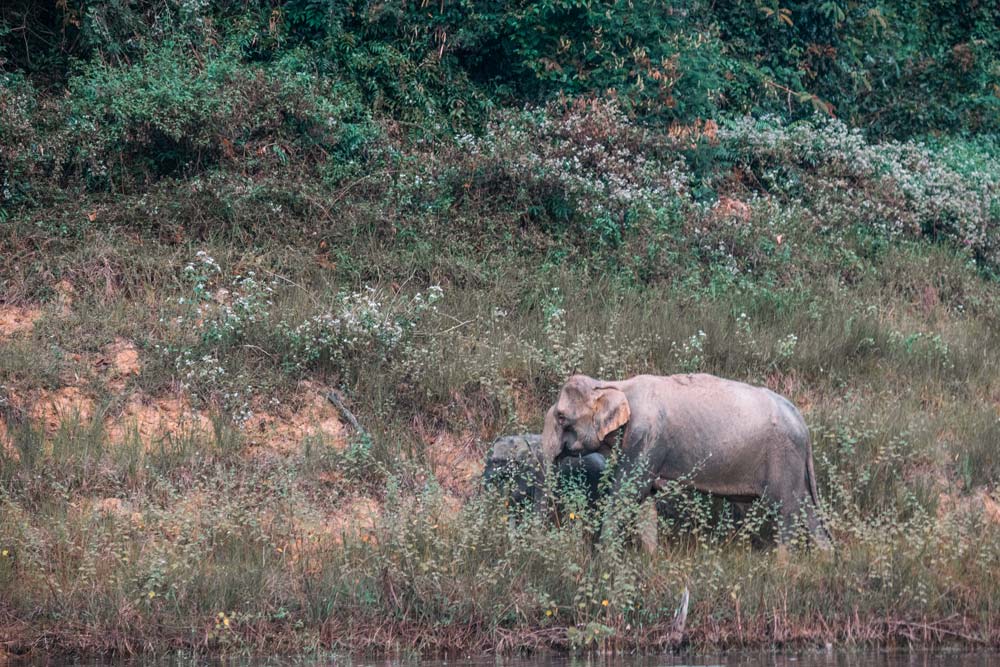 Elefantenmutter-mit-ihren-Baby-im-Khao-Sok-Nationalpark