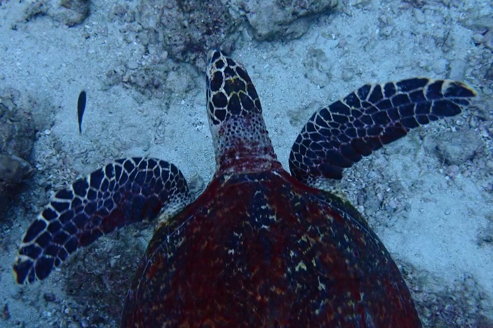 Auch-eine-Schildkröte-entdecken-wir-bei-Koh-Ha