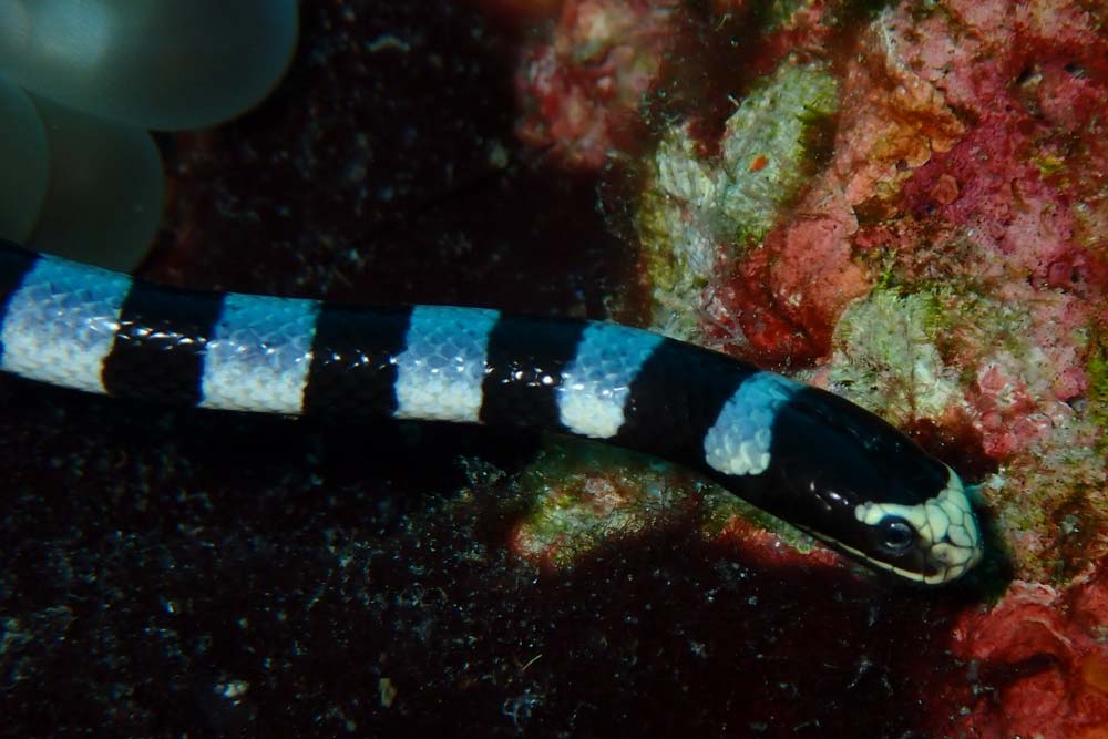 Eine-Banded-Seakrait-bei-Koh-Ha