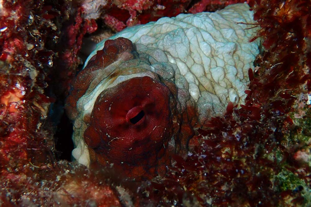Gut-getarnt-schaut-uns-der-Octopus-an