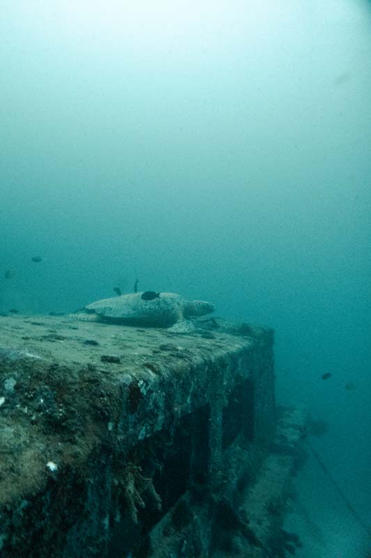 Die-Schildkröte-entspannt-auf-dem-Wrack