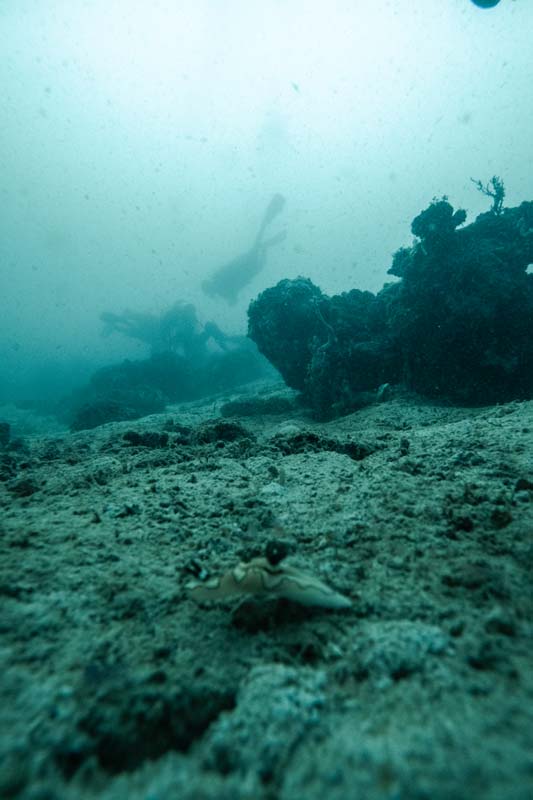Eine-Nudibranch-im-Vordergrund-während-etwas-weiter-ein-Taucher-nach-mehr-Makroleben-sucht