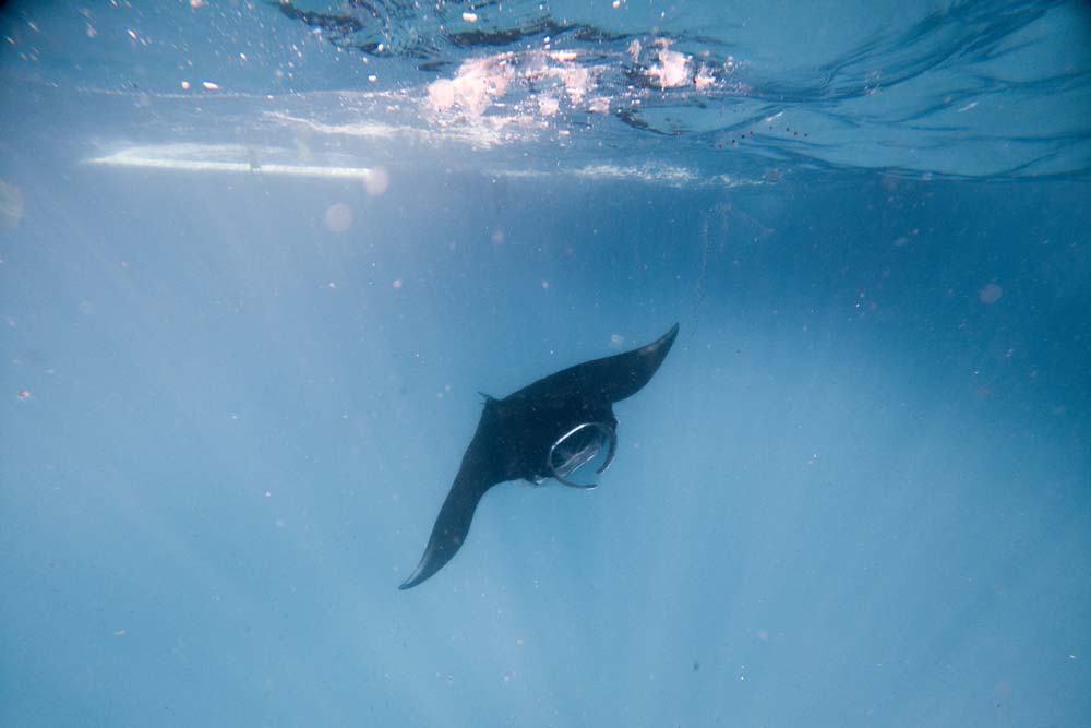 Manta-bei-Mantabay-auf-Nusa-Penida