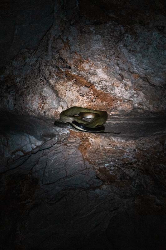 Eine-der-Schlangen-in-der-Höhle