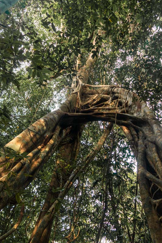 Unglaubliche-Natur-auf-dem-Dschungeltrekking