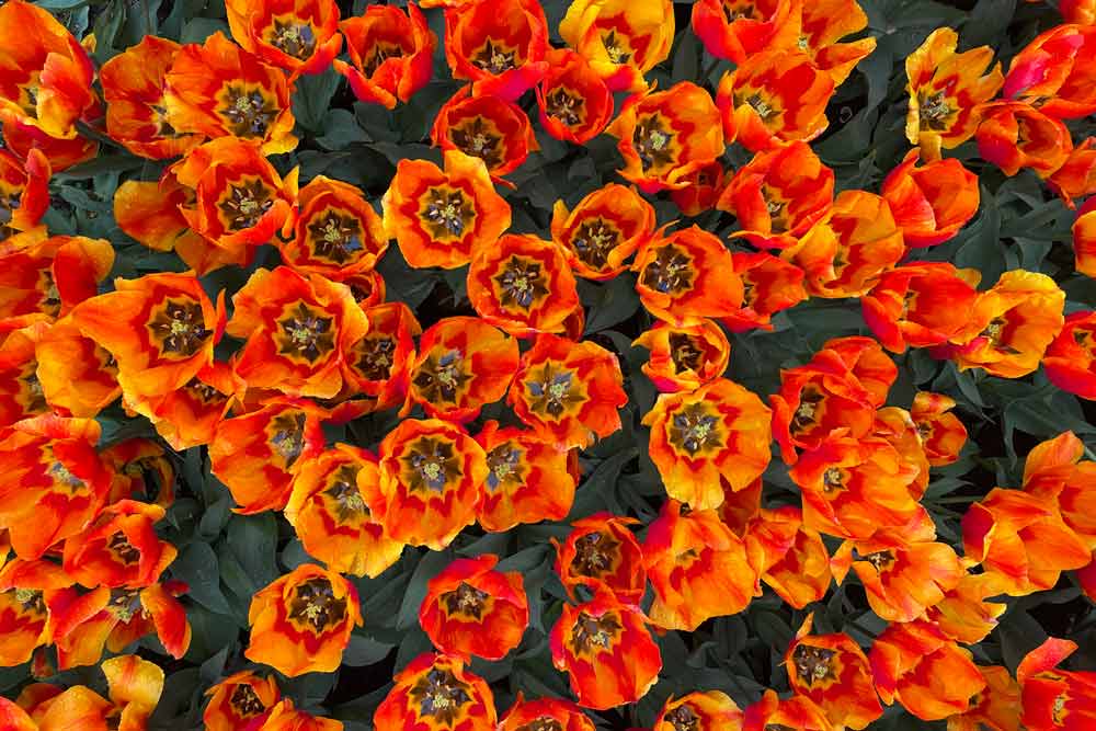 Blumen