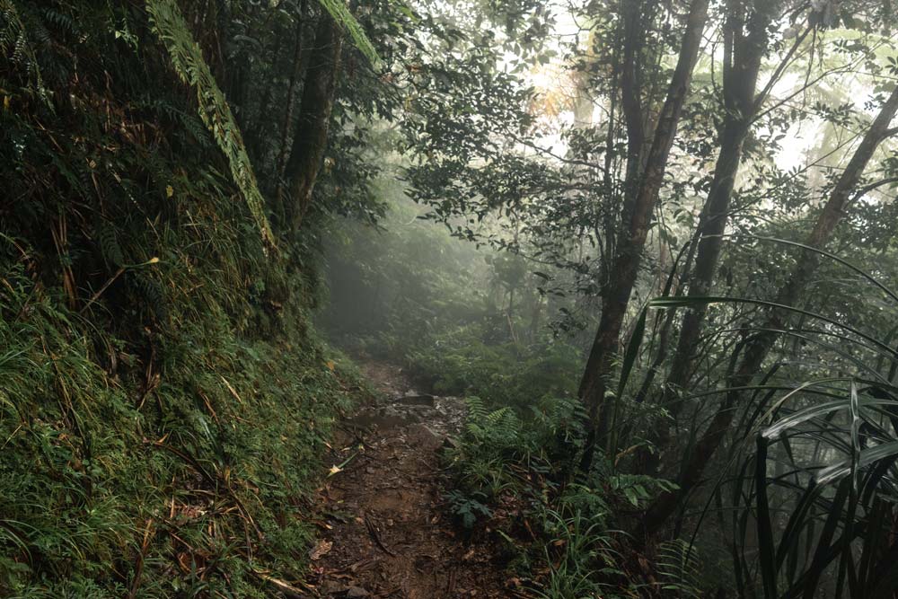 Wanderung-durch-den-Dschungel