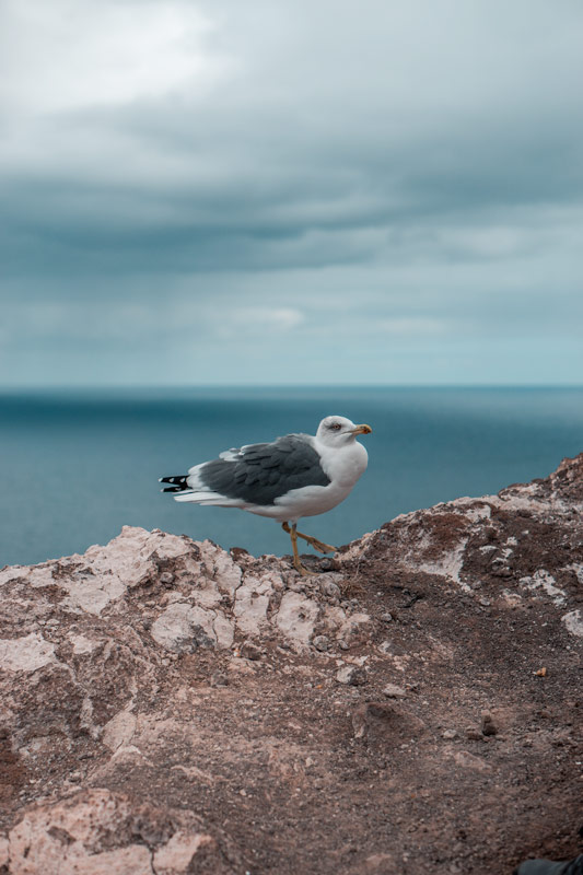 Moeve_Madeira
