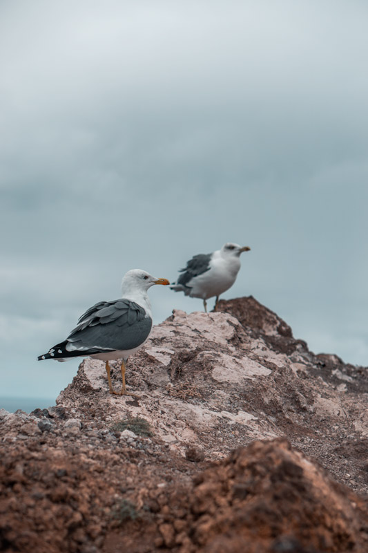 Moeven_auf_Madeira