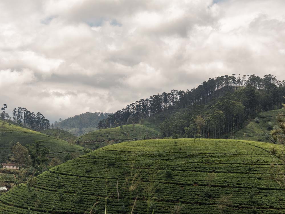 Die-berühmten-Teehügel-auf-der-Zugfahrt-von-Kandy-nach-Ella Blick auf die Teeplantagen aus dem fahrenden Zug zwischen Kandy und Ella