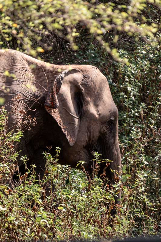 Elefant-im-Dickicht-versteckt
