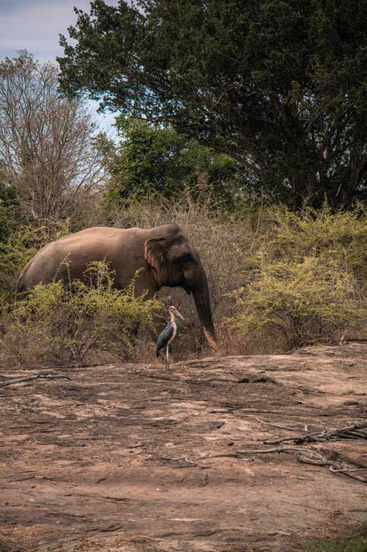 Elefant-in-Udawalawe