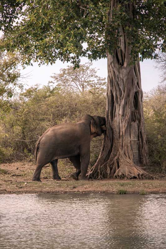 Elefant-kratzt-sich-am-Baum-im-Udawalawe-Nationalpark