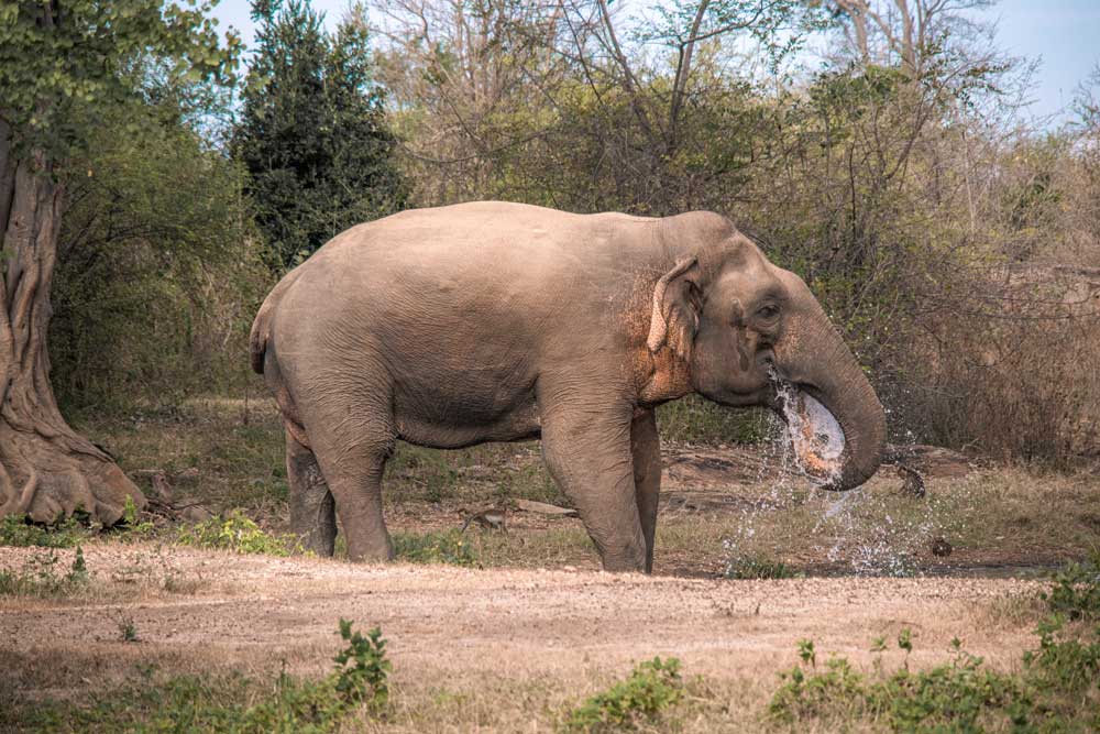 Elefant-trinkt-in-Udawalawe-an-einem-Wasserloch