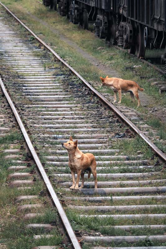 Hunde-auf-den-Gleisen-von-Kandy-nach-Ella Hunde auf den Gleisen