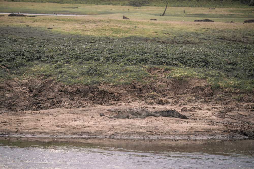 Krokodil-an-einem-Wasserloch-in-Udawalawe