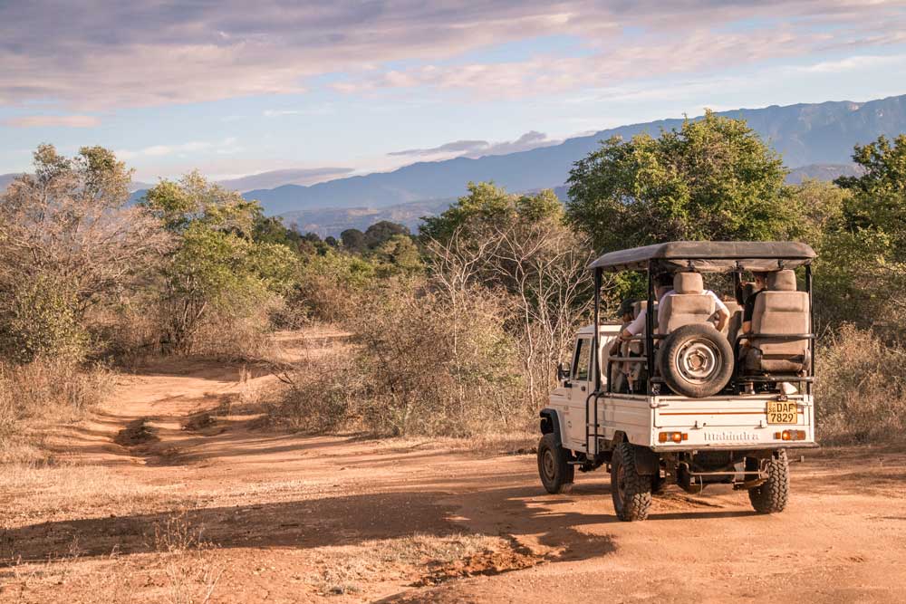 Mit-dem-Jeep-wird-der-Udawalawe-Nationalpark-erkundet