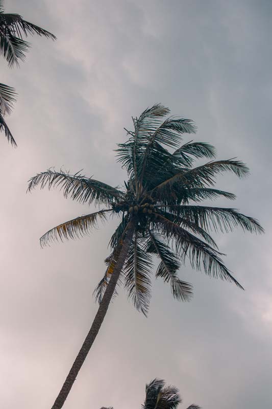 Palmen-am-Secret-Beach-in-Mirissa