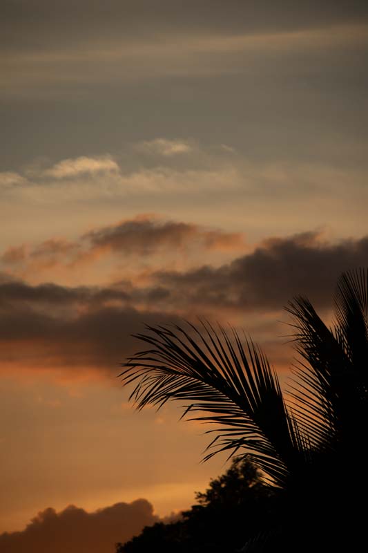 Palmen-im-Sonnenuntergang