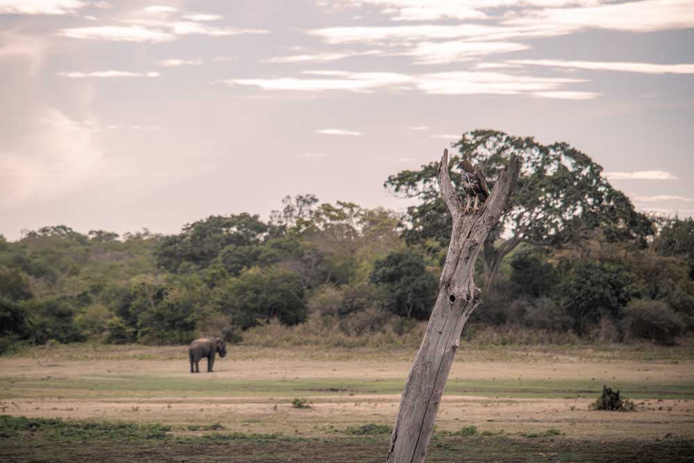 Raubvogel-mit-Elefant-im-Hintergrund