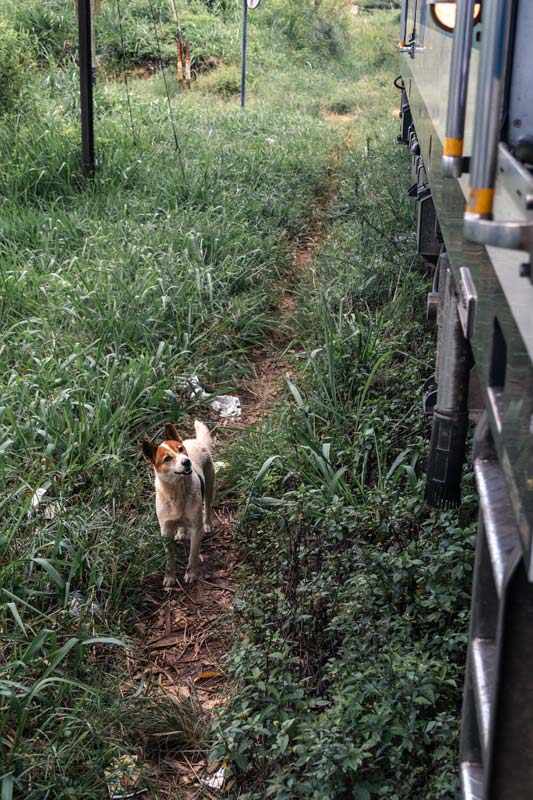 Streunende-Hunde-hoffen-auf-etwas-Essen-neben-dem-Zug Hunde an der Zugstrecke