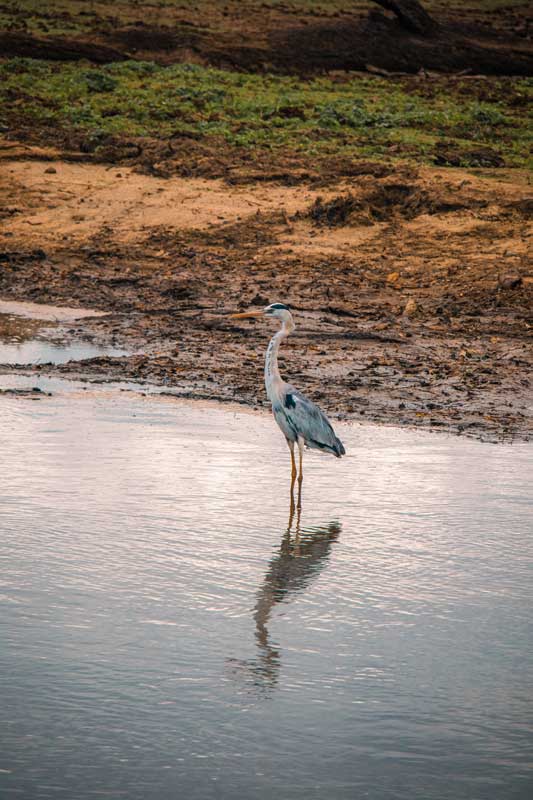 Viele-tolle-Vogelarten-findest-du-in-Udawalawe
