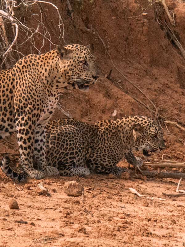 Yala Nationalpark, Sri Lanka: Die besten Tipps für deine Safari