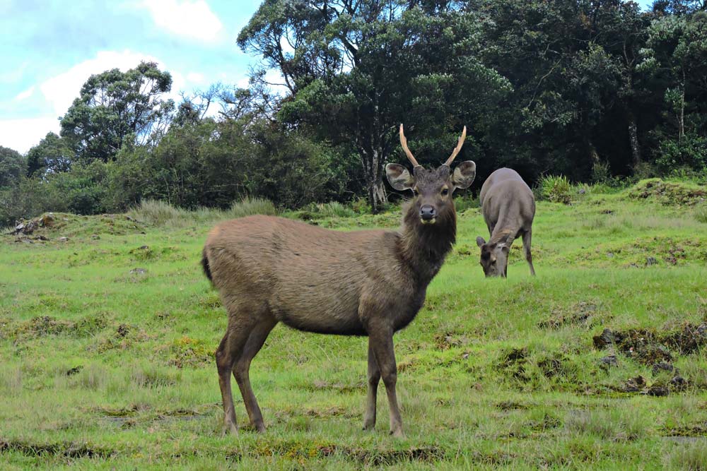 Horton-Plains-Nationalpark