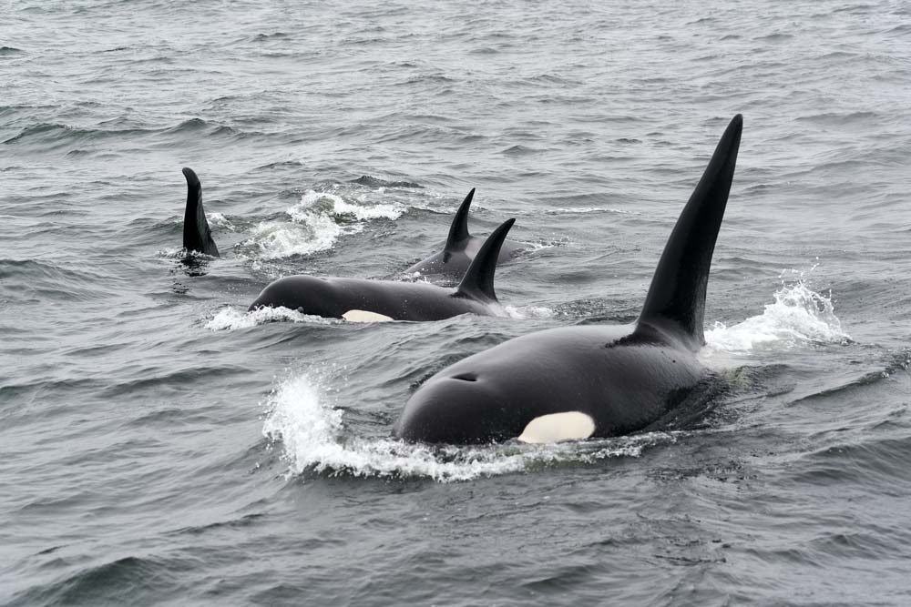 Orcas-beim-Whalewatching
