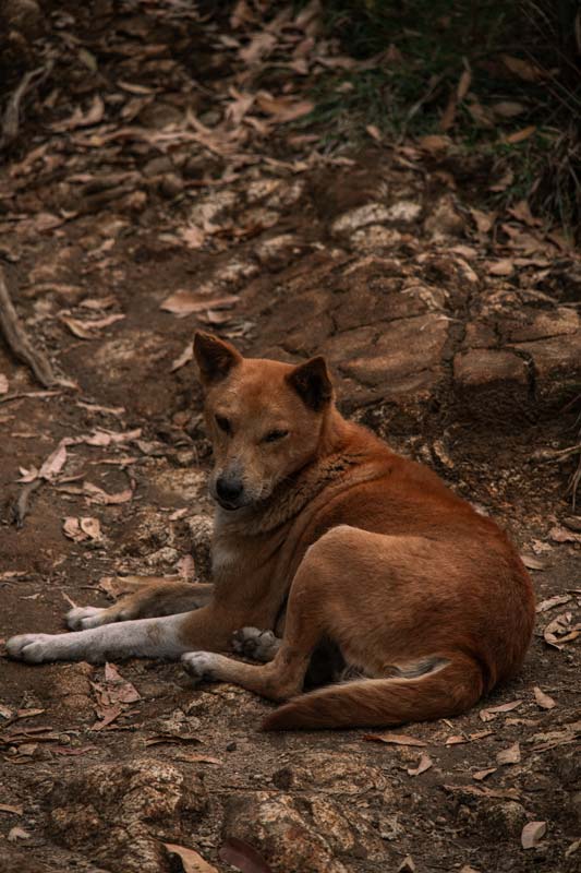 Wandernde-Hunde-auf-dem-Ella-Rock