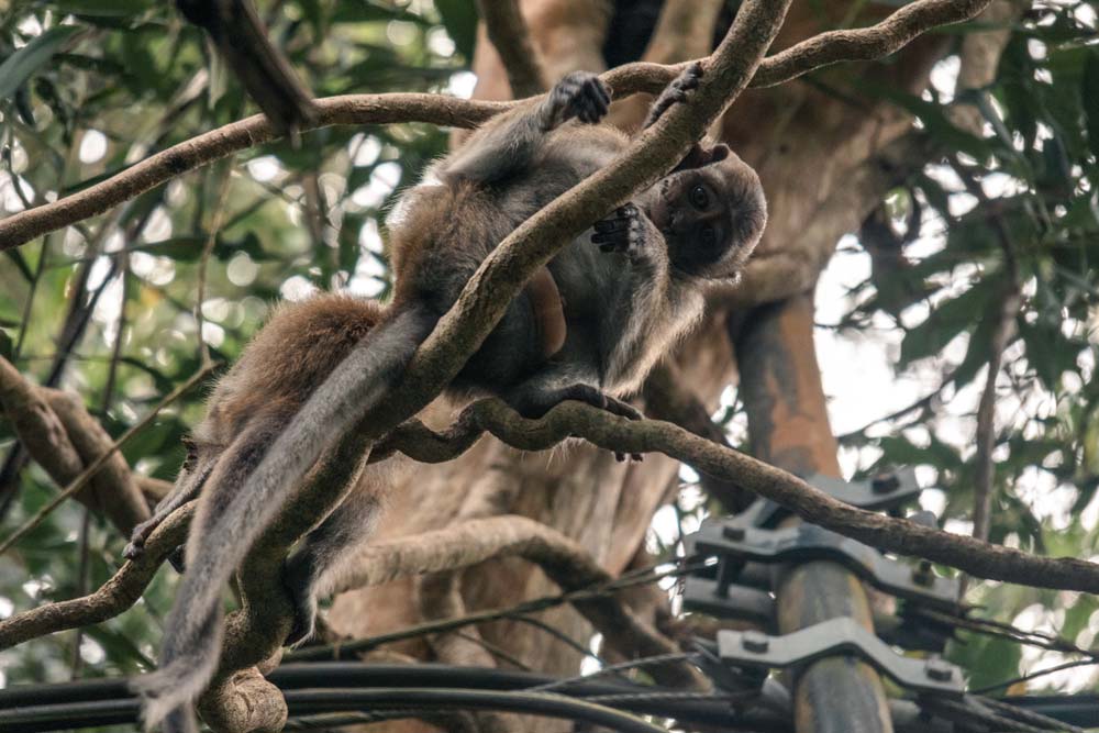 Affen-im-Penang-Nationalpark
