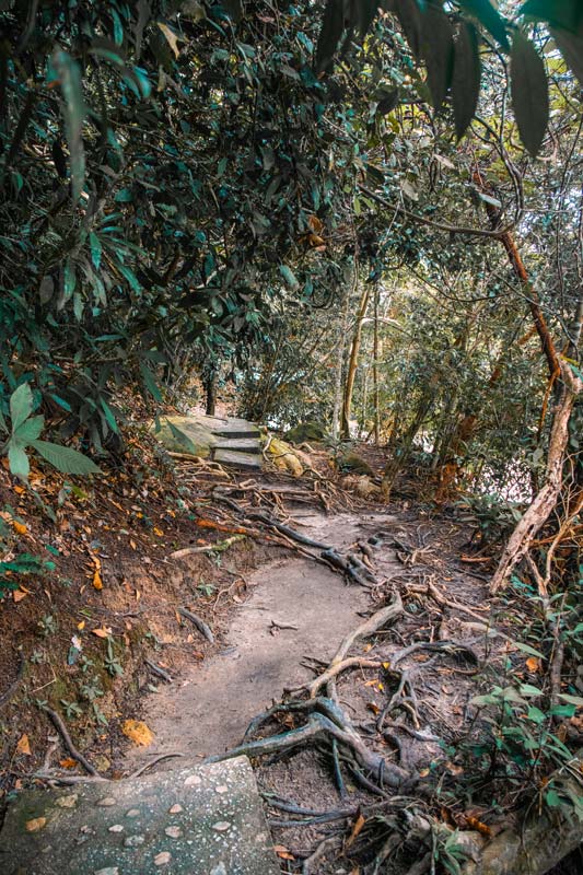 Wanderweg-durch-den-Penang-Nationalpark