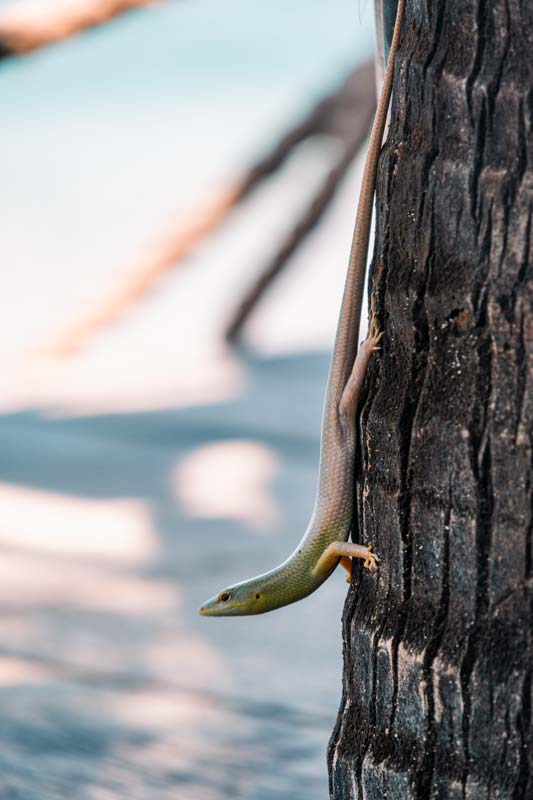 Was-man-am-Pantai-Kerewei-halt-entdeckt