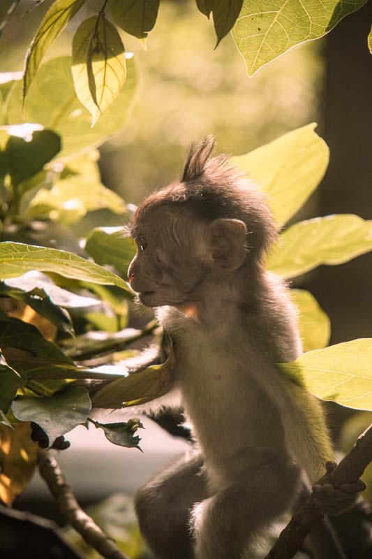 Affenbaby-im-Ubud-Monkey-Forest